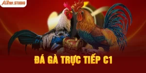 Đá Gà C1 | Tận Hưởng Những Giây Phút Chọi Kê Đỉnh Cao